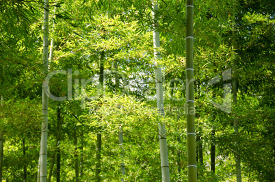 Bamboo forest