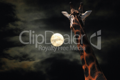Giraffe staring at Moon