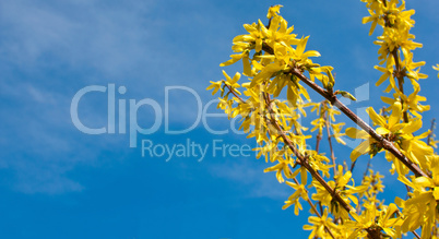 Forsythia