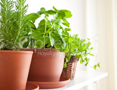 Rosemary, Basil and Mint in Pots