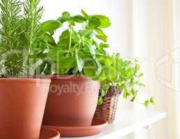 Rosemary, Basil and Mint in Pots