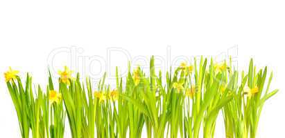 Narcissus / Daffodil on Light Background