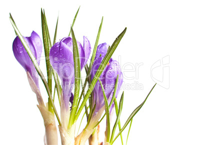 Crocus Flowers