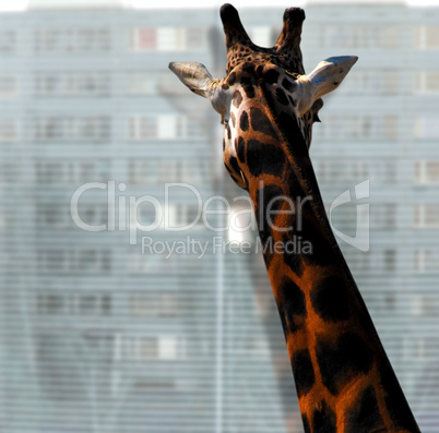 Giraffe looking out of the window