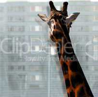 Giraffe looking out of the window