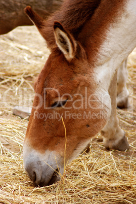 Przewalski's Horse