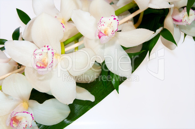 Orchids