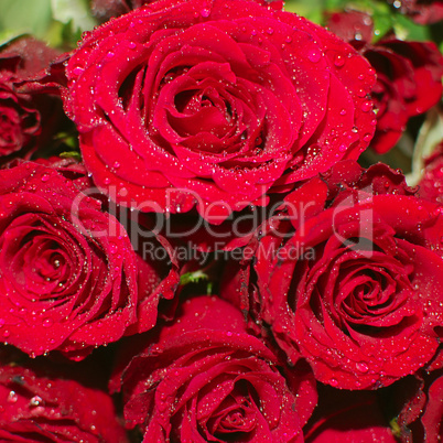 Red Roses