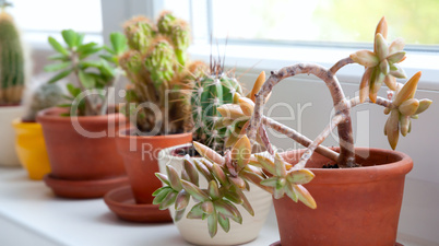 Cactuses and Succulents