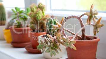 Cactuses and Succulents