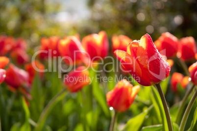 Red Tulips