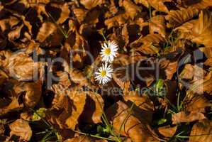 Daisy flower between defoliated leaves
