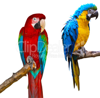 Ara Parrots