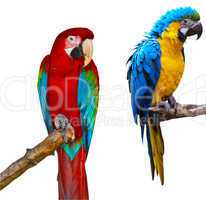 Ara Parrots