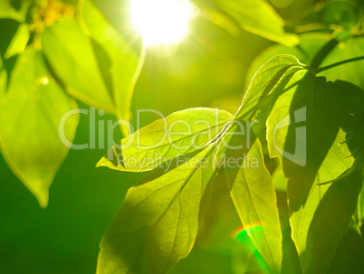 Detail of Foliage on Tree