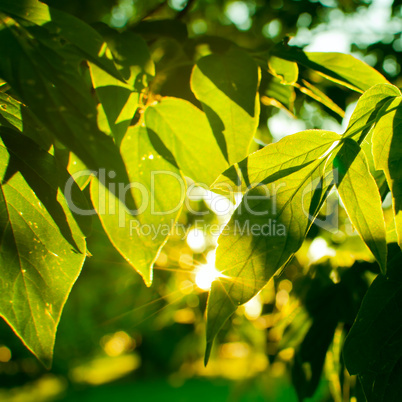 Detail of Foliage on Tree