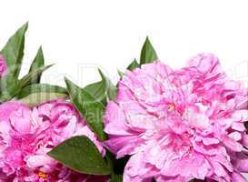 Peonies on White Background