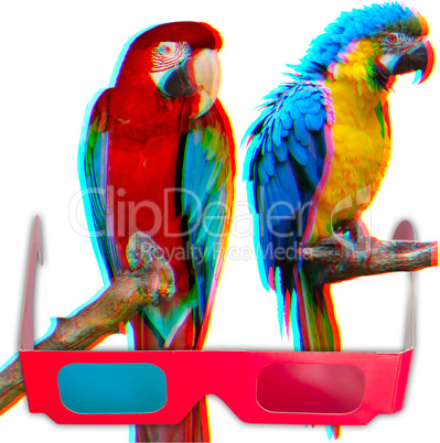 Parrots in 3D