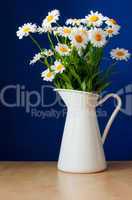 Oxeye Daisies in the Pitcher