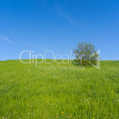 Meadow with Single Tree