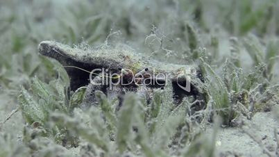 White-stalked hermit crab