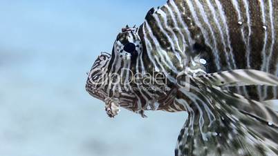 Lionfish