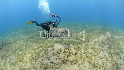 Scuba diver photographing a Porcupine fish over a sea grass bed.