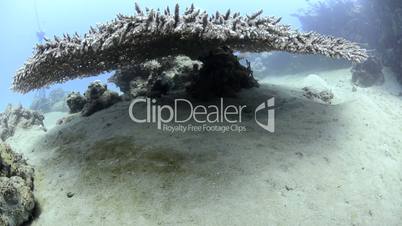 Large table coral on sandy ocean floor