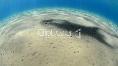 Low angle view of a scuba diver
