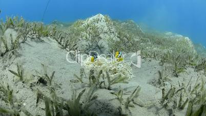 Wide angle view of a family of red sea anemone fish