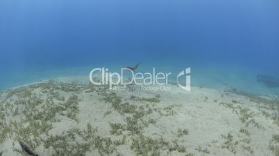 spotted eagle ray gliding
