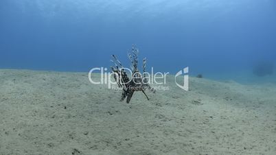wide angle view of a Lion fish