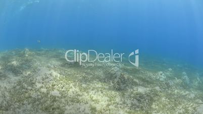 POV of a scuba diver swimming over a bed of sea grass