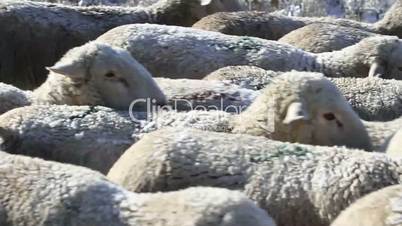 Sheep herd and dog walking P HD 8428