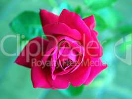 Rose picture