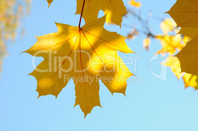 maple Leaves