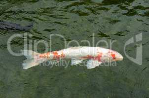 Japanese koi swimming in water