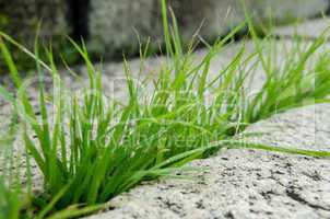 Grass breaking stone open