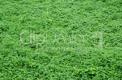 Natural green background