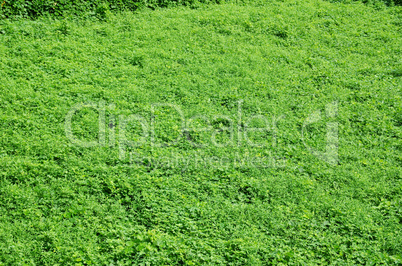 Natural green background