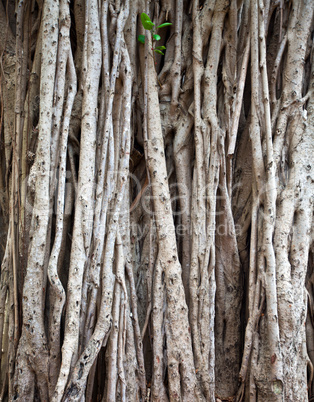 ficus background