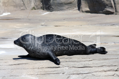 Common Seal (Phoca Vitulina)
