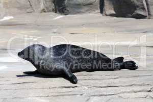 Common Seal (Phoca Vitulina)