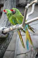 Military Macaws (Ara Militaris)