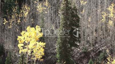 Mountain Aspen and Pine forest Autumn P HD 0429