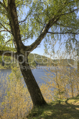 Baum am Oderstausee