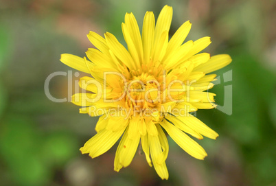 Chicory flower