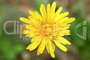Chicory flower