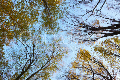 Crown of different autumn trees