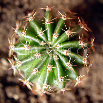 Cactus picture